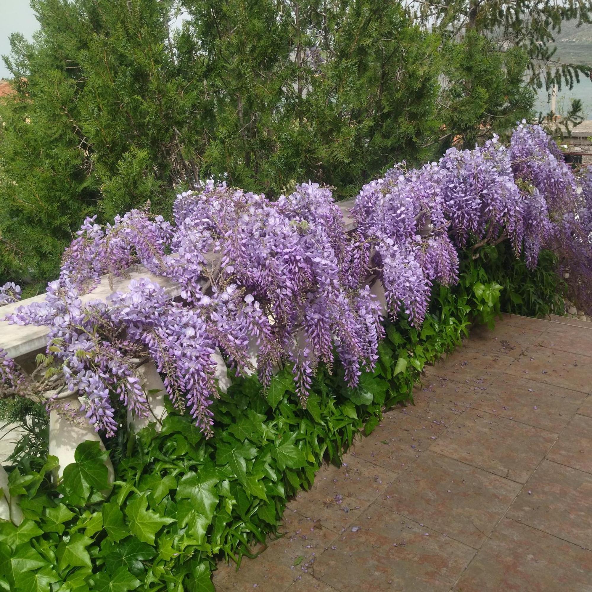 Apartment Tuja Jadrtovac Luaran gambar